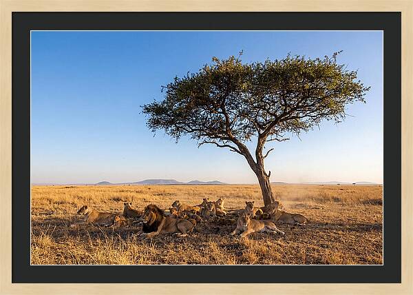 Pride Of Lions Under Acacia Tree