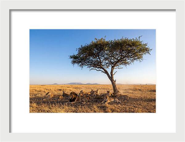 Pride Of Lions Under Acacia Tree