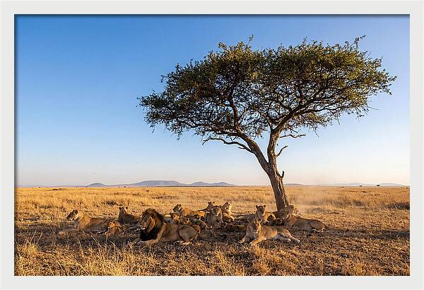 Pride Of Lions Under Acacia Tree