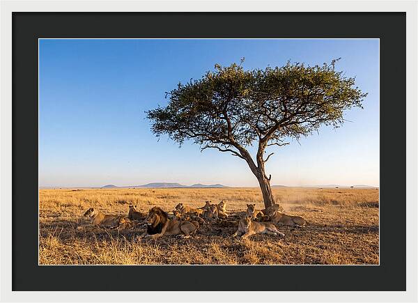 Pride Of Lions Under Acacia Tree
