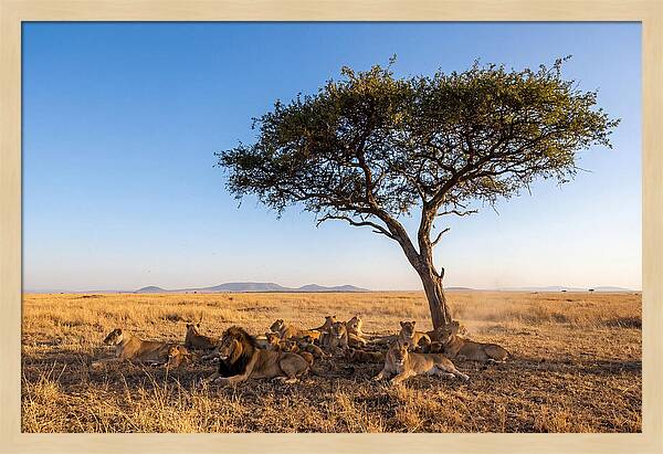 Pride Of Lions Under Acacia Tree