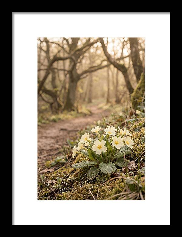 Primrose Cluster In Soft Yellow