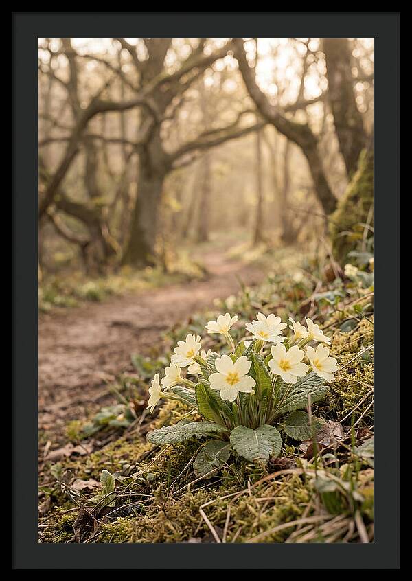 Primrose Cluster In Soft Yellow