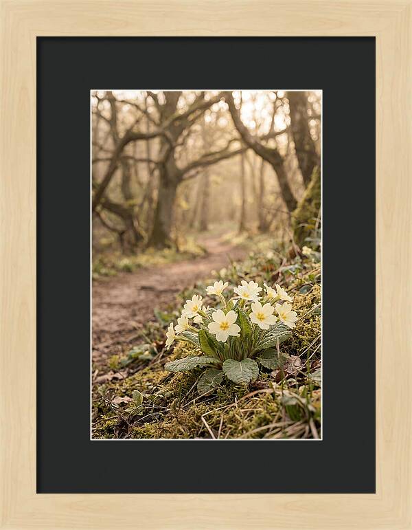 Primrose Cluster In Soft Yellow