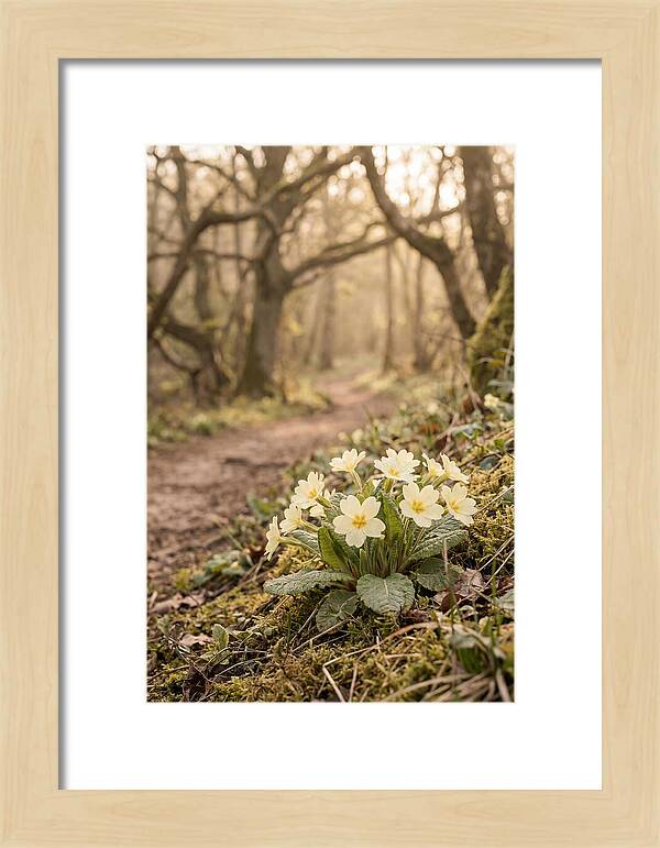 Primrose Cluster In Soft Yellow