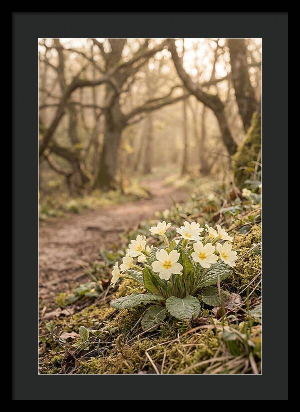 Primrose Cluster In Soft Yellow