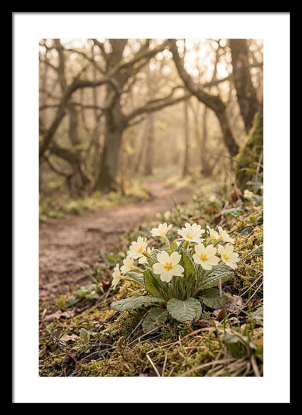Primrose Cluster In Soft Yellow