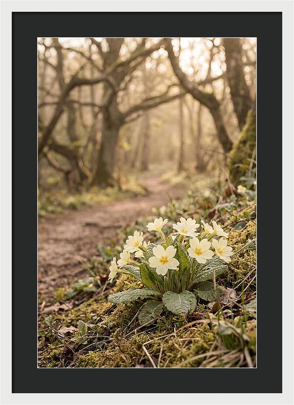Primrose Cluster In Soft Yellow