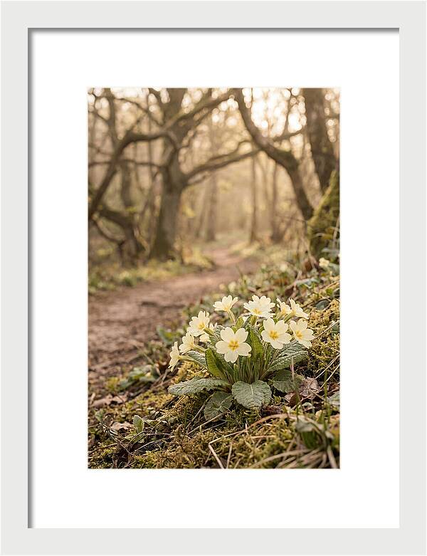 Primrose Cluster In Soft Yellow