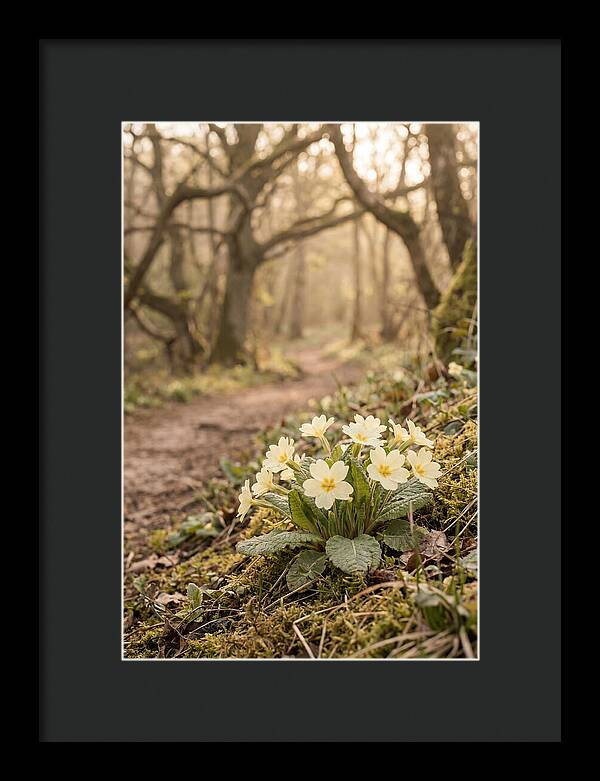 Primrose Cluster In Soft Yellow