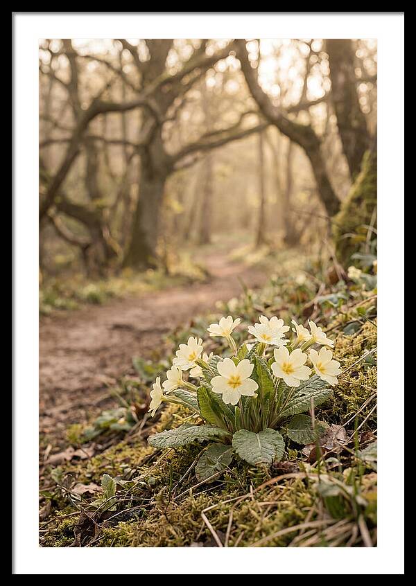 Primrose Cluster In Soft Yellow
