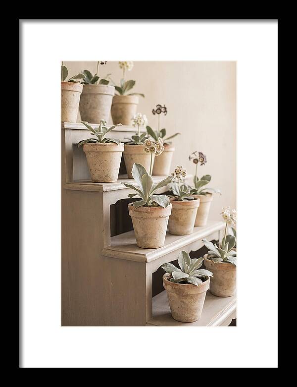 Primula Auricula Display