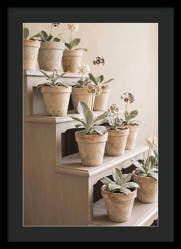 Primula Auricula Display