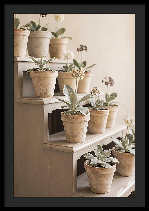 Primula Auricula Display