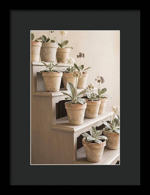Primula Auricula Display