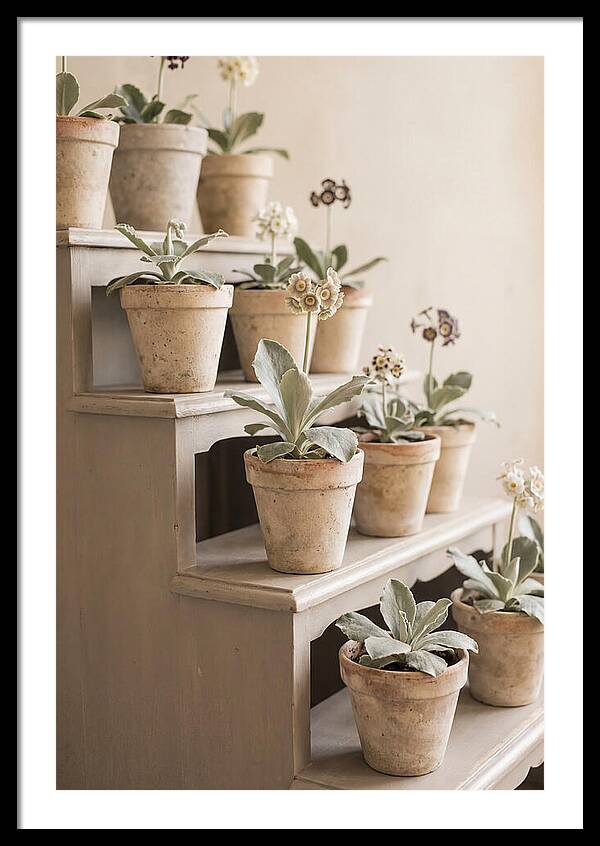 Primula Auricula Display