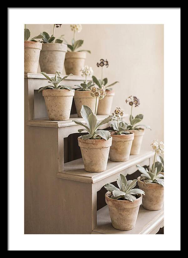 Primula Auricula Display