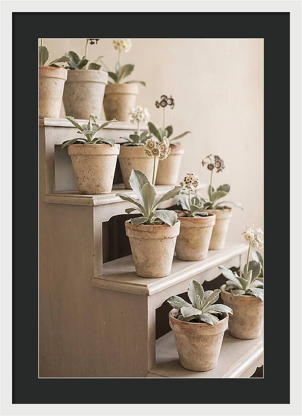 Primula Auricula Display