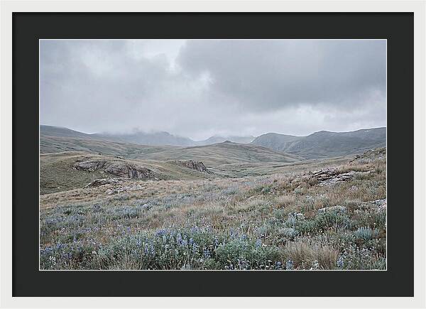 Pristine Alpine Meadow
