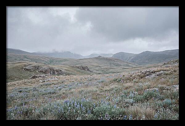 Pristine Alpine Meadow