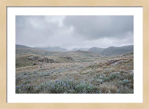 Pristine Alpine Meadow