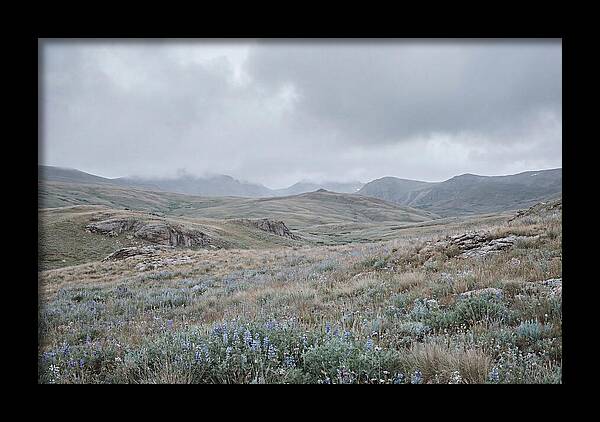 Pristine Alpine Meadow