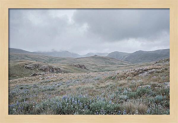 Pristine Alpine Meadow