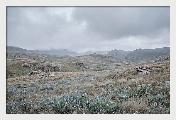 Pristine Alpine Meadow