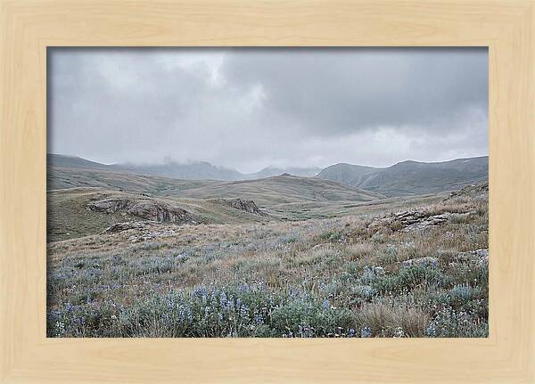 Pristine Alpine Meadow