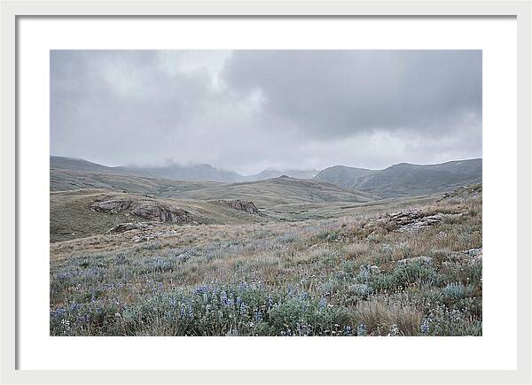 Pristine Alpine Meadow