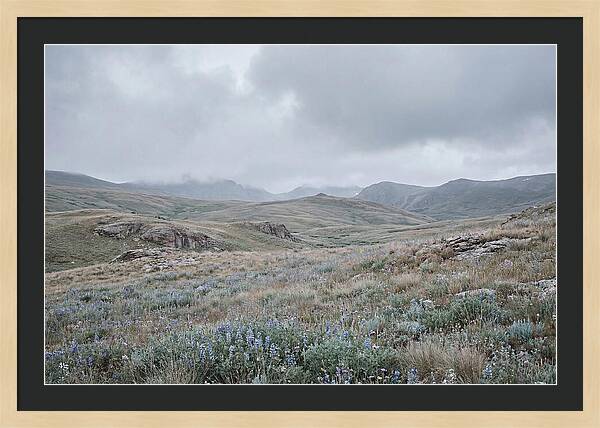 Pristine Alpine Meadow