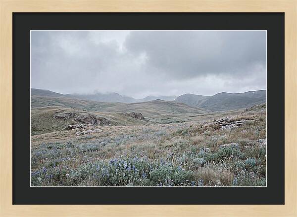 Pristine Alpine Meadow