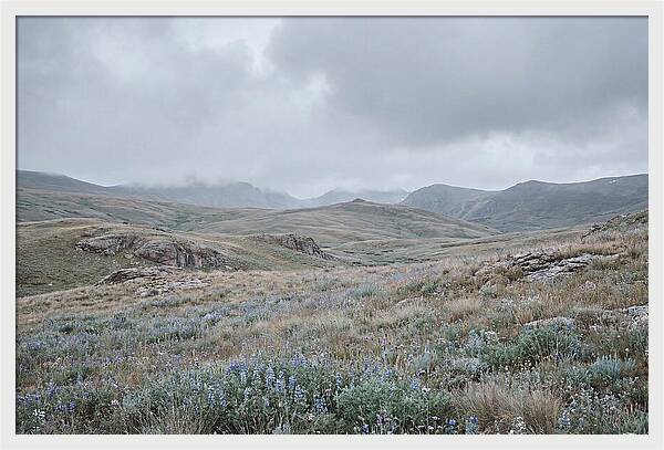 Pristine Alpine Meadow