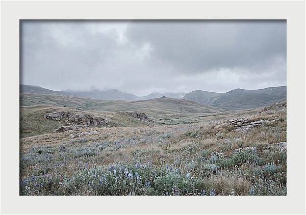 Pristine Alpine Meadow