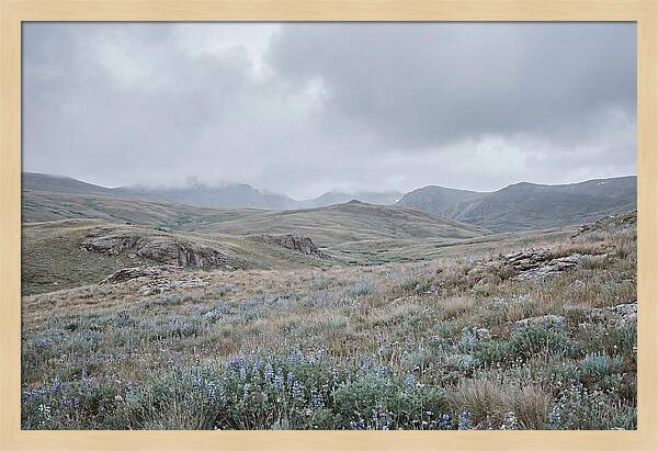 Pristine Alpine Meadow