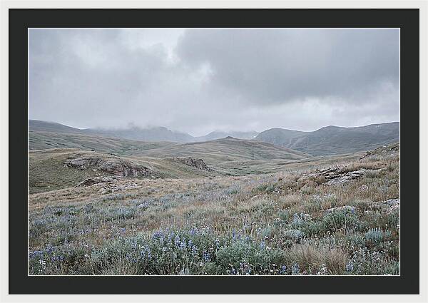 Pristine Alpine Meadow