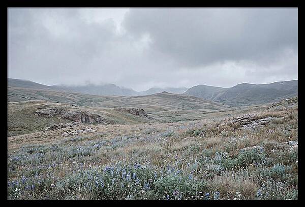 Pristine Alpine Meadow
