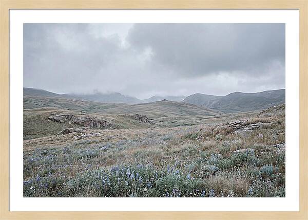 Pristine Alpine Meadow