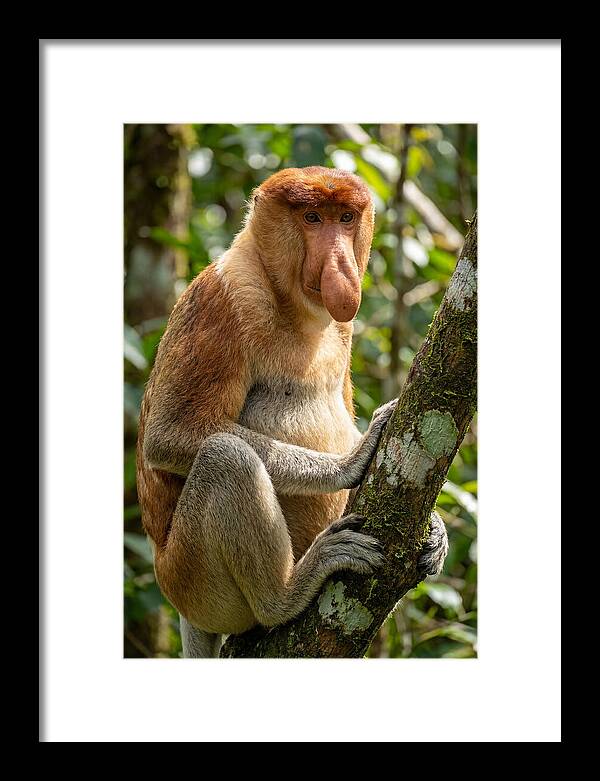 Proboscis Monkey In Nature