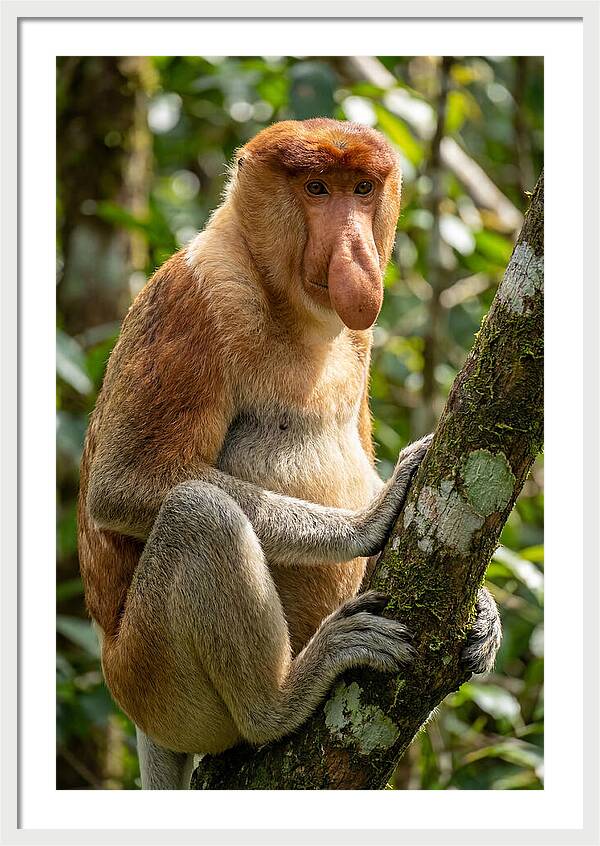 Proboscis Monkey In Nature