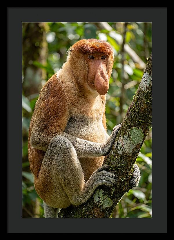 Proboscis Monkey In Nature