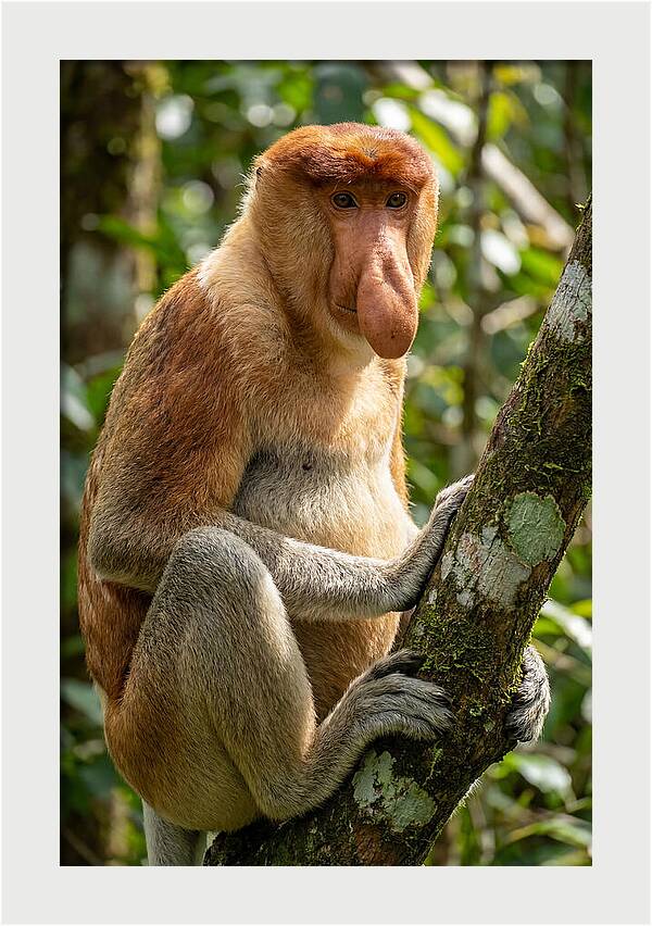 Proboscis Monkey In Nature