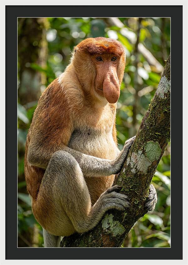 Proboscis Monkey In Nature