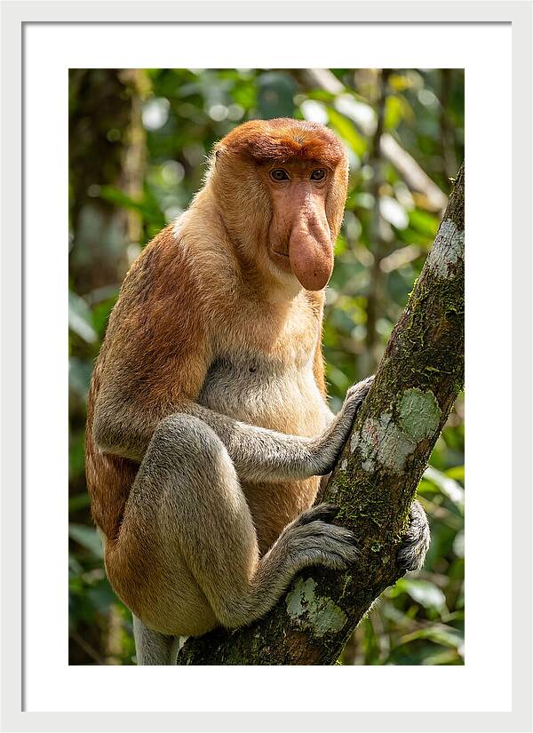 Proboscis Monkey In Nature