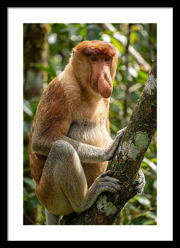 Proboscis Monkey In Nature