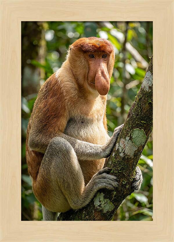 Proboscis Monkey In Nature