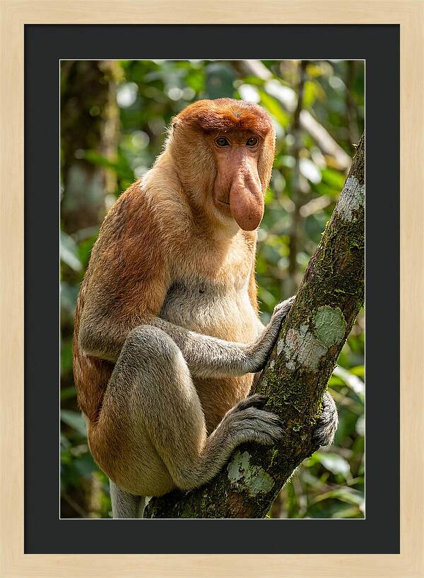 Proboscis Monkey In Nature