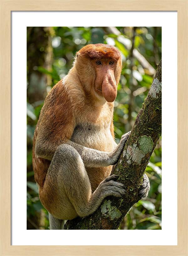 Proboscis Monkey In Nature