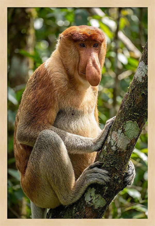 Proboscis Monkey In Nature