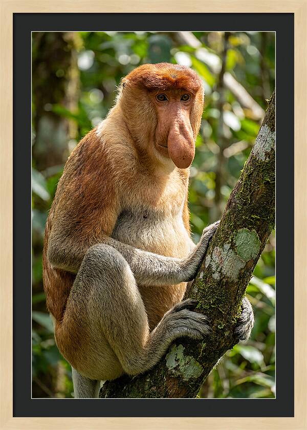 Proboscis Monkey In Nature